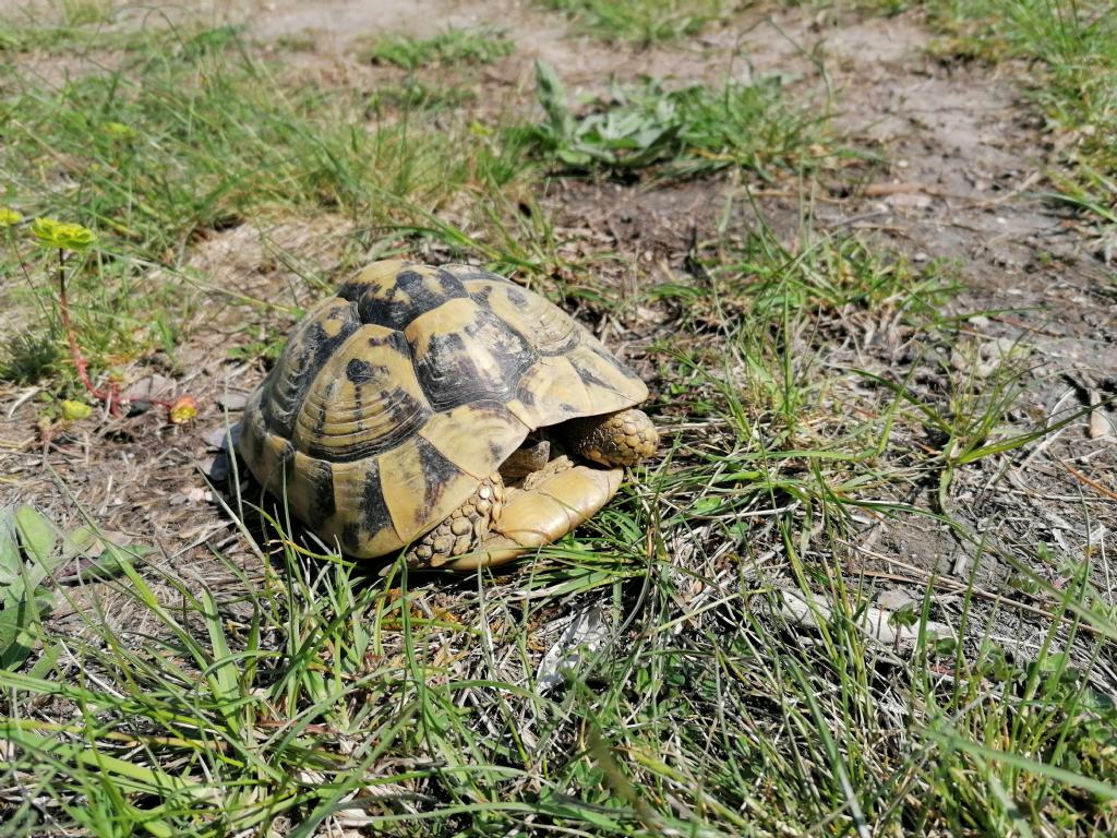 Testudo hermanni