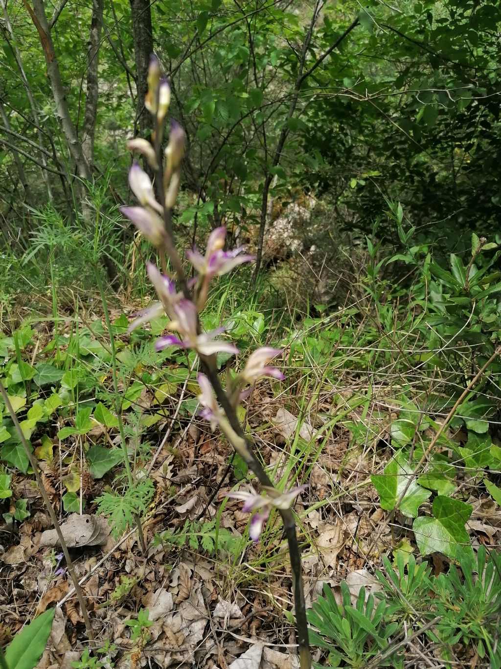 Richiesta identificazione: Limodorum abortivum