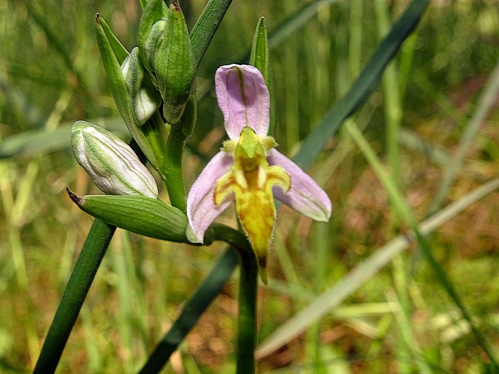 Ophrys apifera Trollii  Friuli maggio 2025
