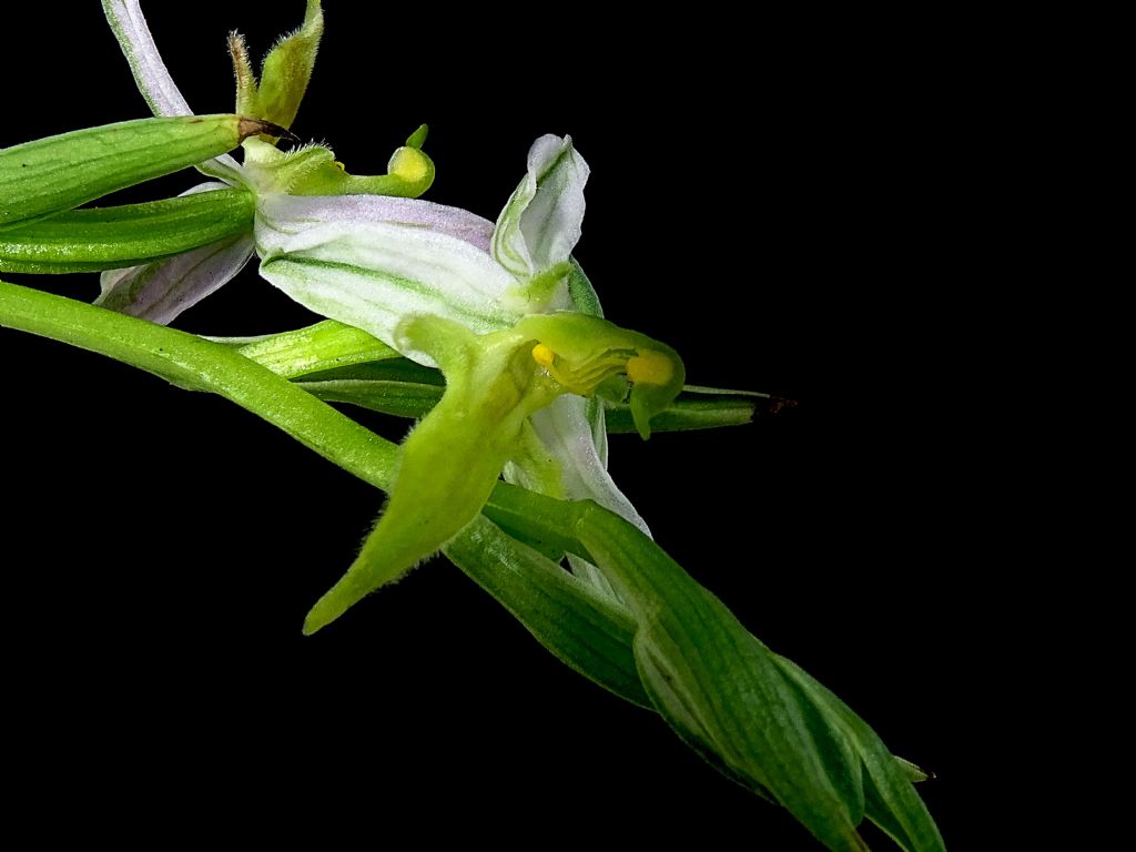 Ophrys apifera Trollii ipocromica Friuli 2025