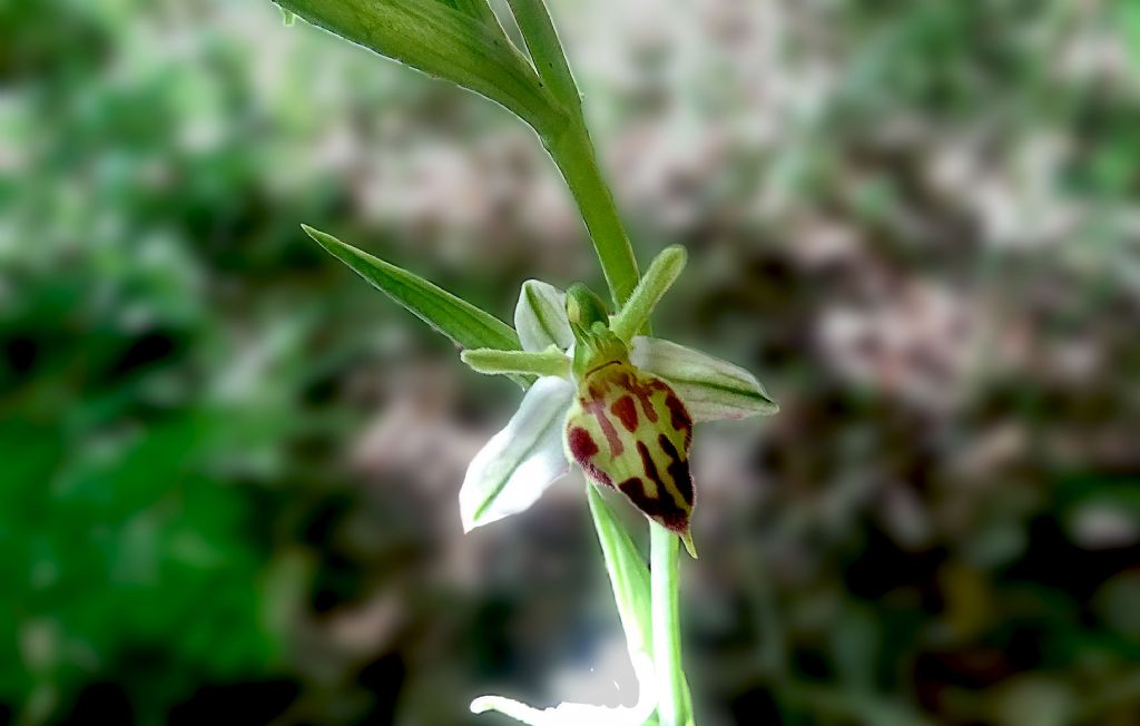 O.apifera var. Trollii maggio 2025