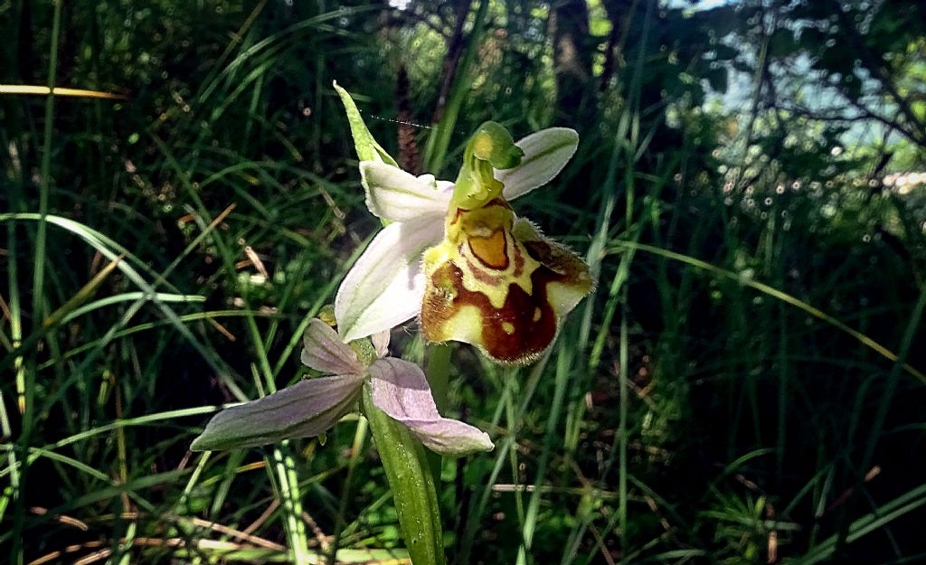 Ophrys apifera var. badensis