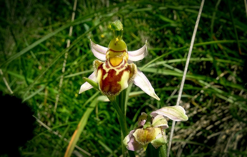 Ophrys apifera var. badensis