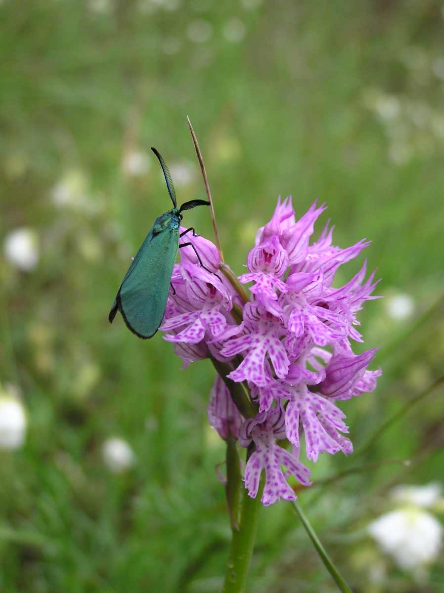 aiuto determinazione - Adscita sp.