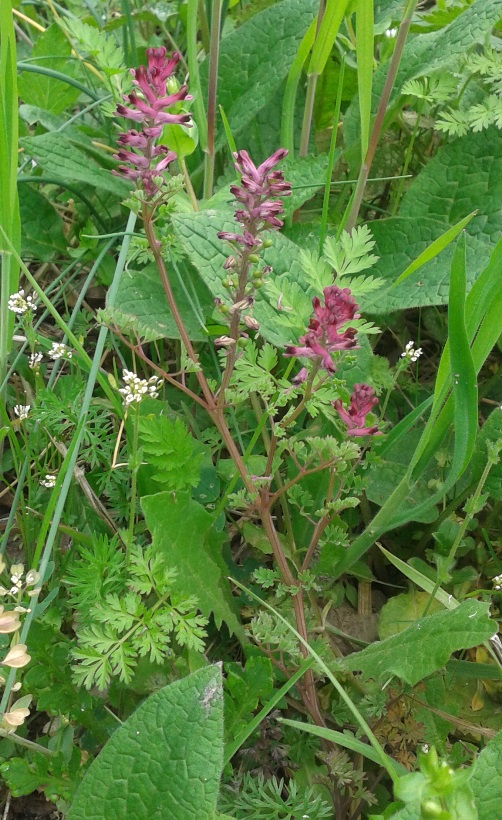 Fumaria officinalis subsp. officinalis