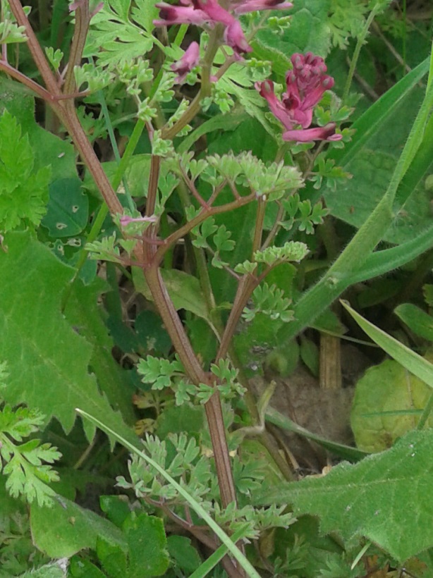 Fumaria officinalis subsp. officinalis