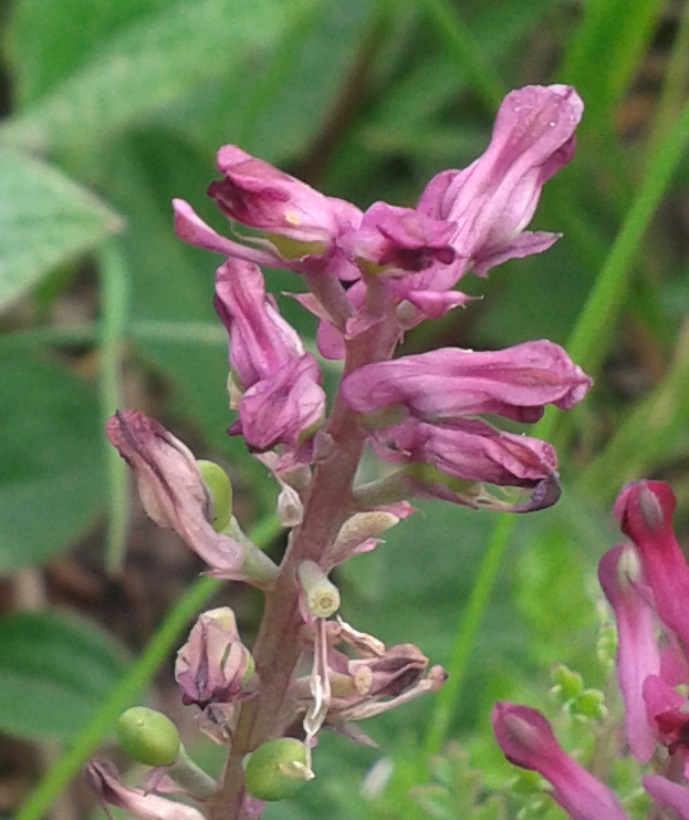 Fumaria officinalis subsp. officinalis