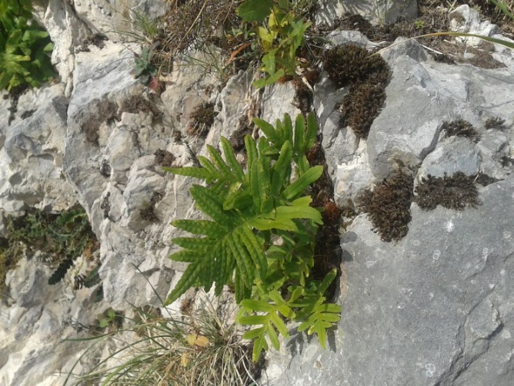 Felce 3