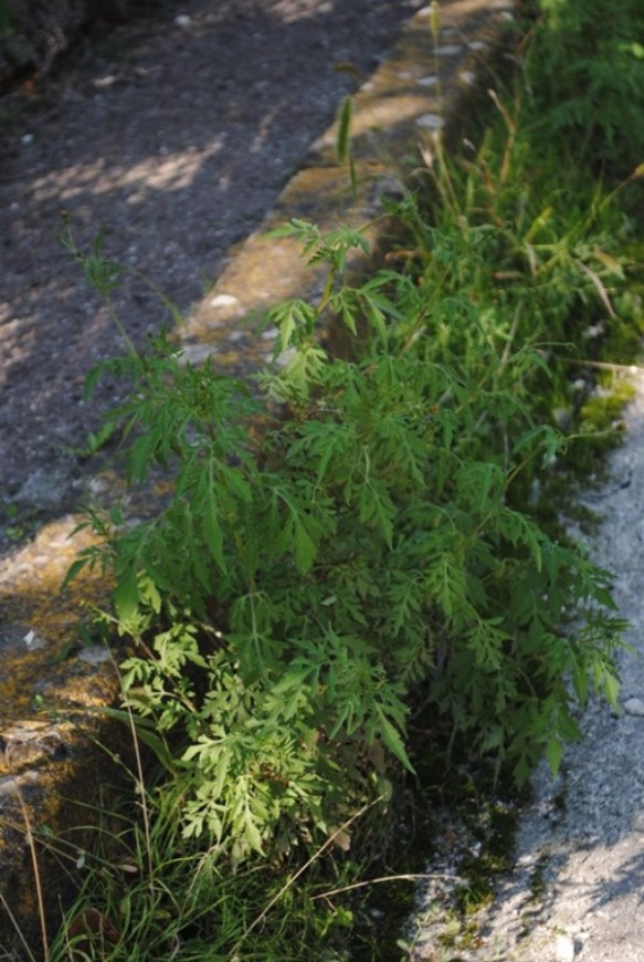 Bidens bipinnata?