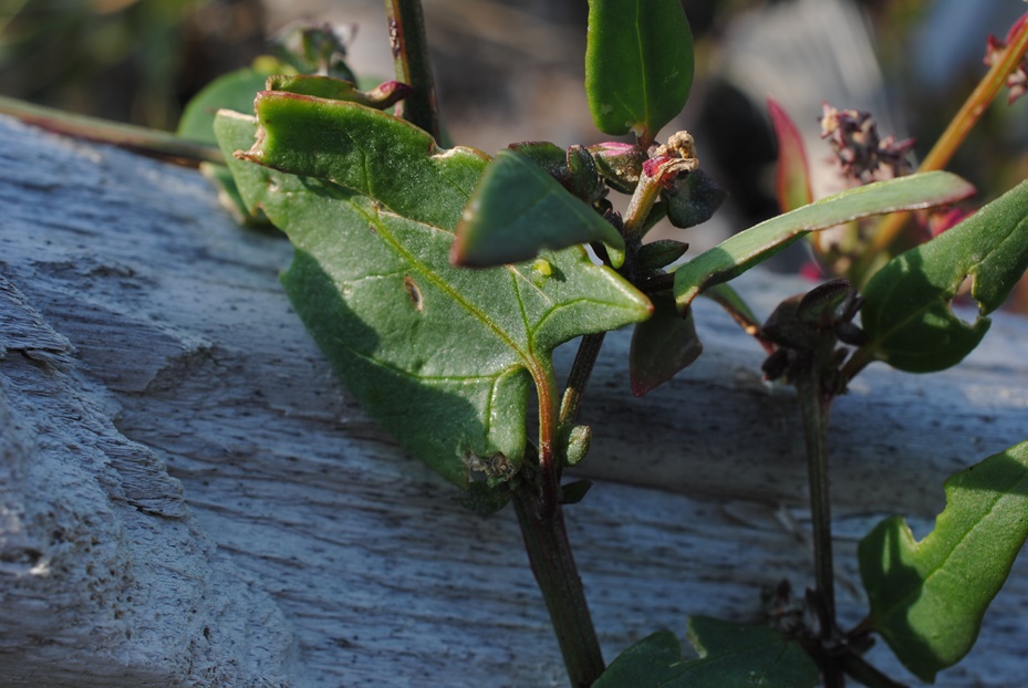 Atriplex?