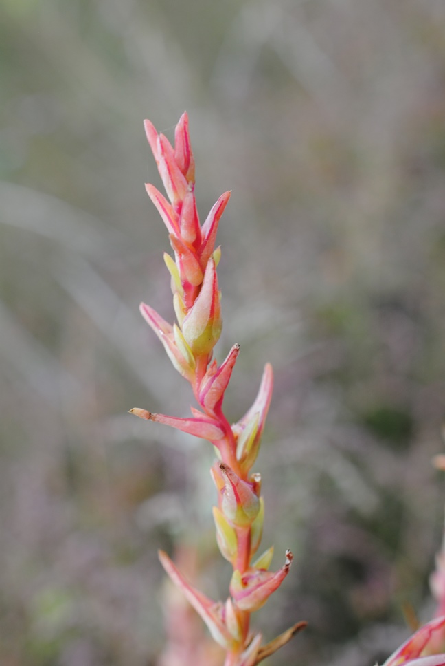 Salsola soda / Salsola soda