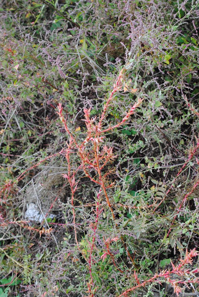 Salsola soda / Salsola soda