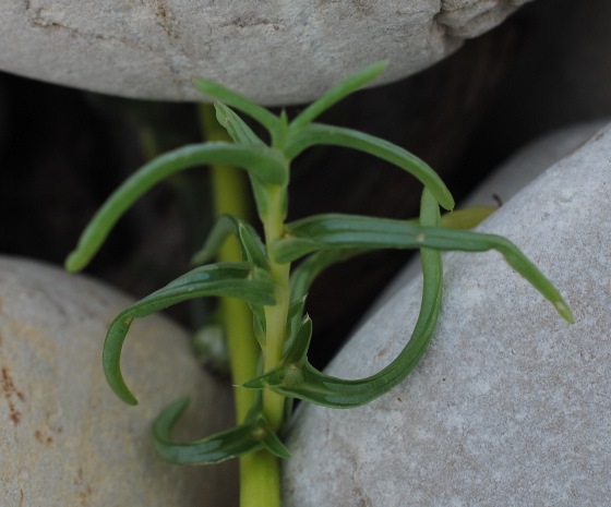 Salsola soda / Salsola soda