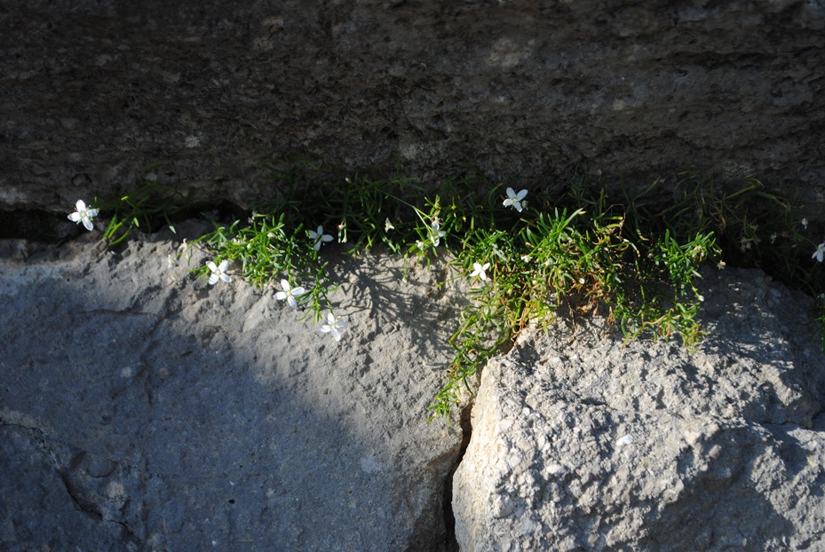 Moehringia muscosa