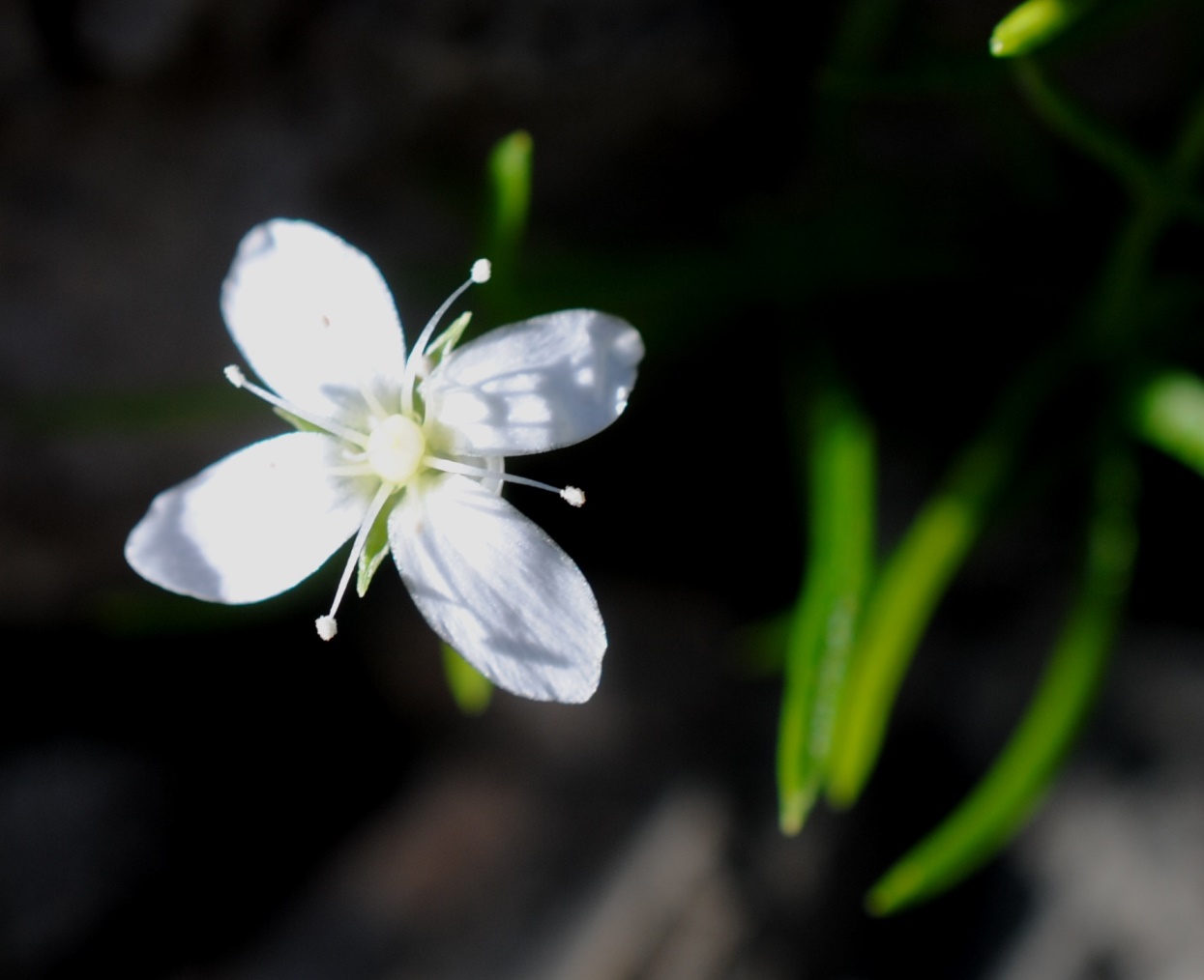 Moehringia muscosa