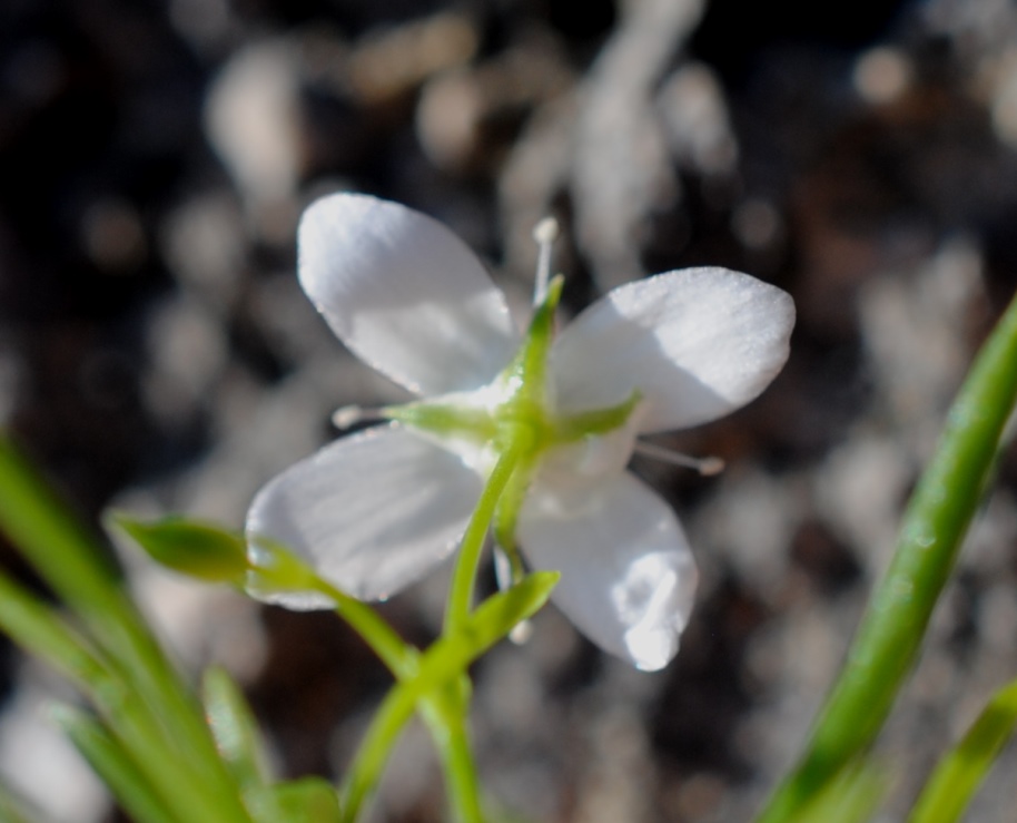 Moehringia muscosa