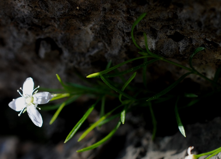 Moehringia muscosa