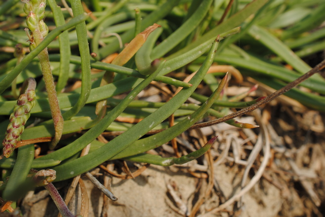 PLantago crassifolia / Plantago a foglie grasse