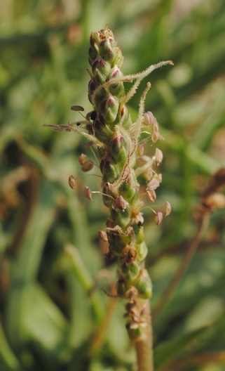 PLantago crassifolia / Plantago a foglie grasse