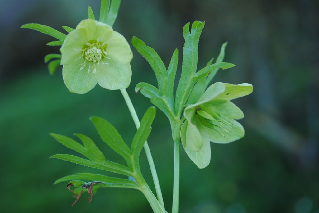 Helleborus bocconei