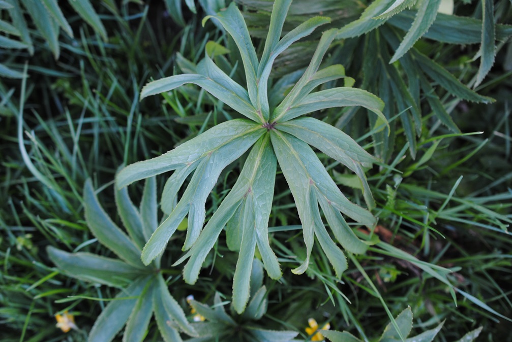 Helleborus bocconei