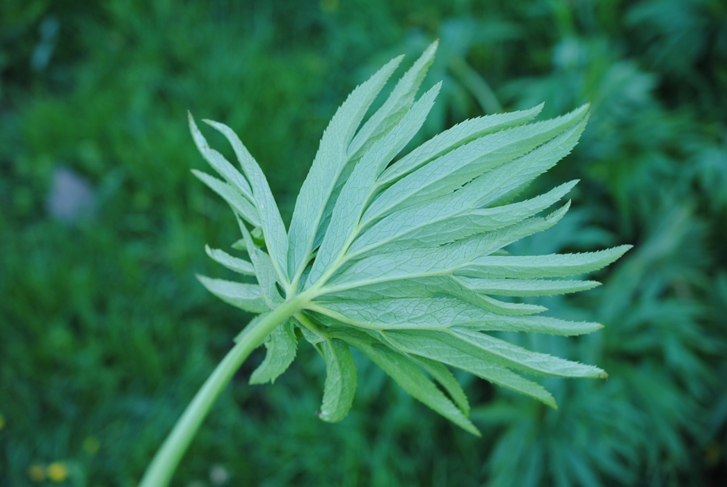 Helleborus bocconei