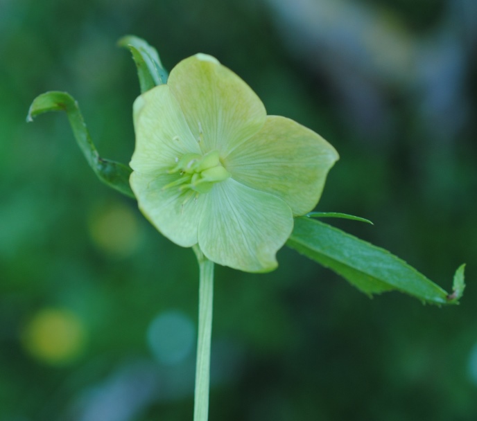 Helleborus bocconei