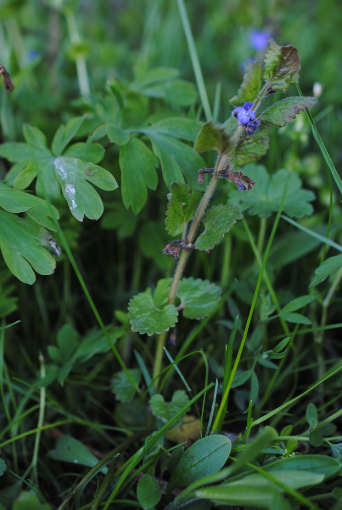 Glechoma hederacea