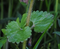 Glechoma hederacea
