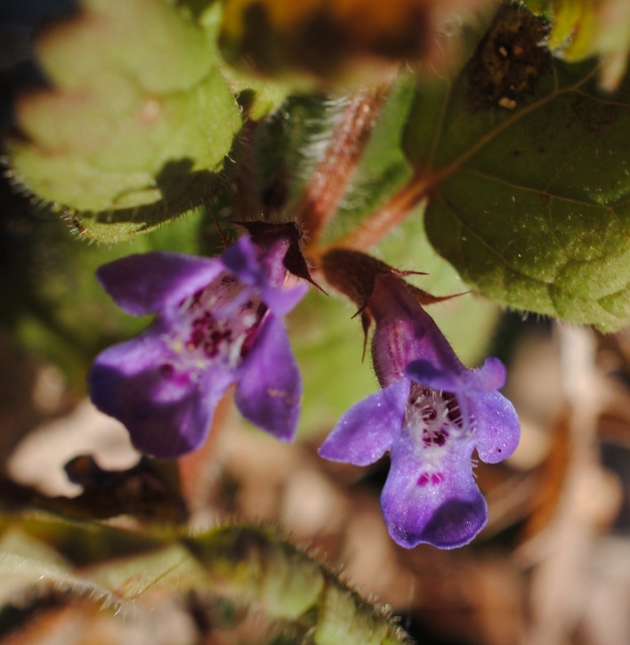Glechoma hederacea