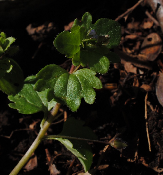 Veronica hederifolia?