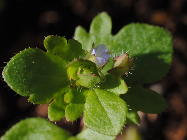 Veronica hederifolia?