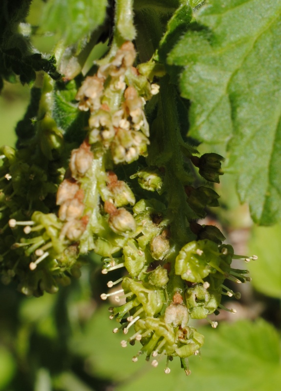 Ribes multiflorum / Ribes multifloro