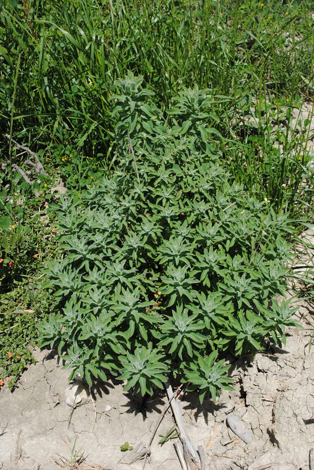 Euphorbia platyphyllos