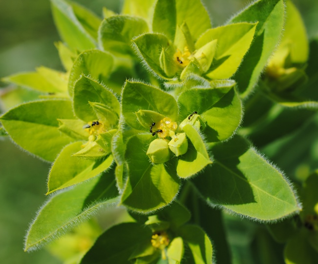 Euphorbia platyphyllos