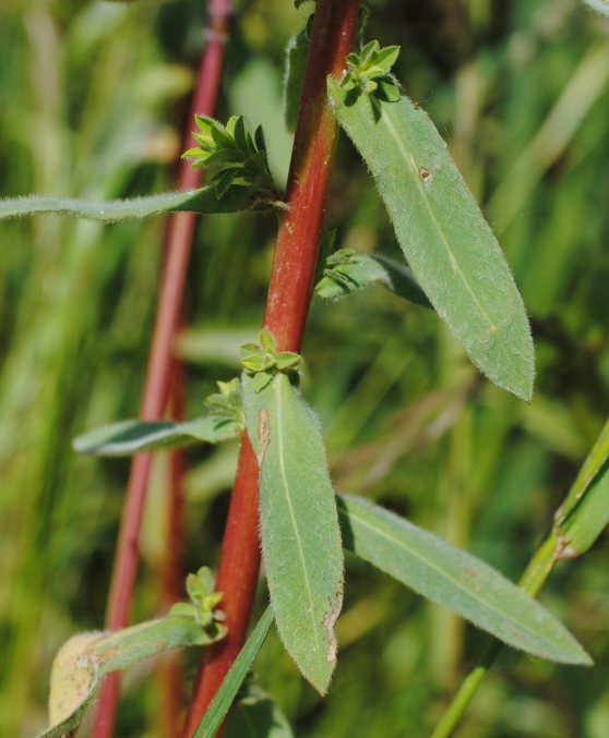 Euphorbia platyphyllos