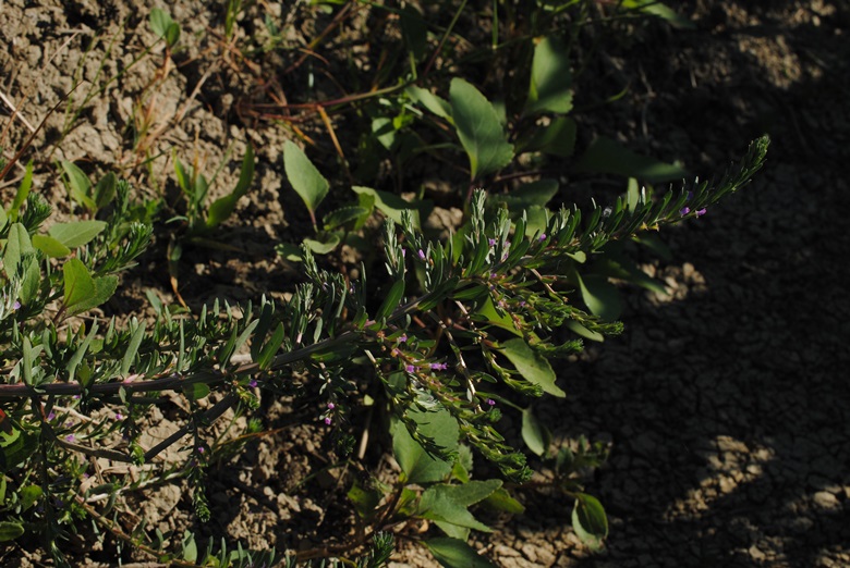 Lythrum hyssopifolium