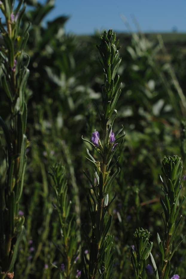 Lythrum hyssopifolium