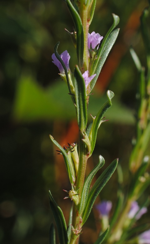 Lythrum hyssopifolium