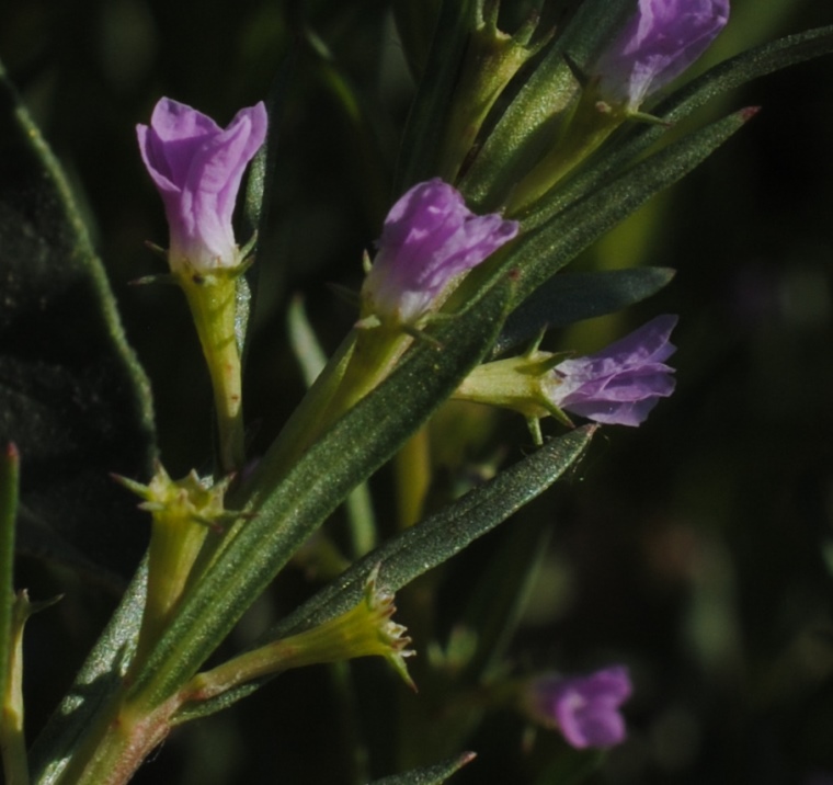 Lythrum hyssopifolium