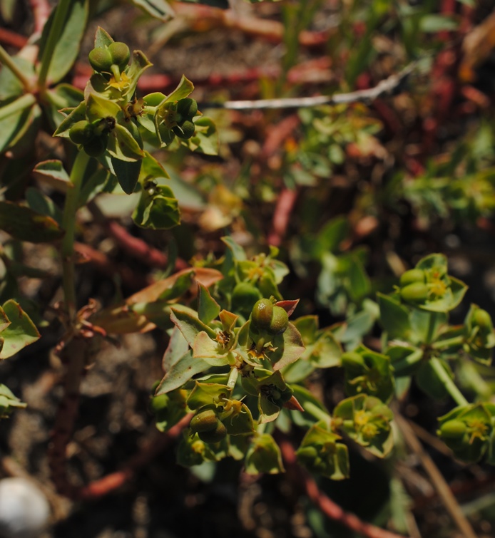 Euphorbia terracina? Si