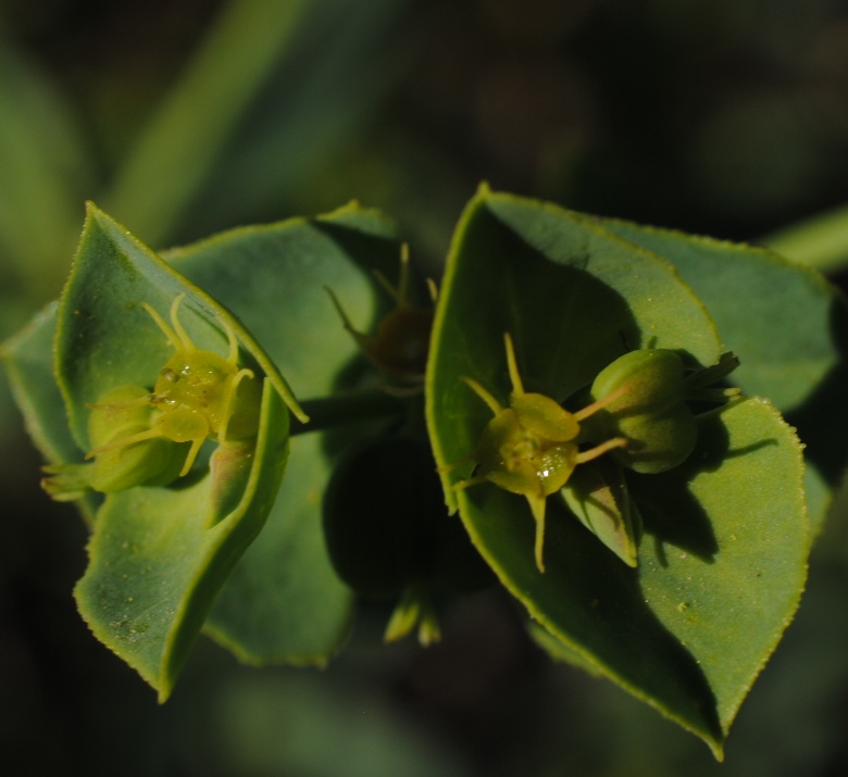 Euphorbia terracina? Si