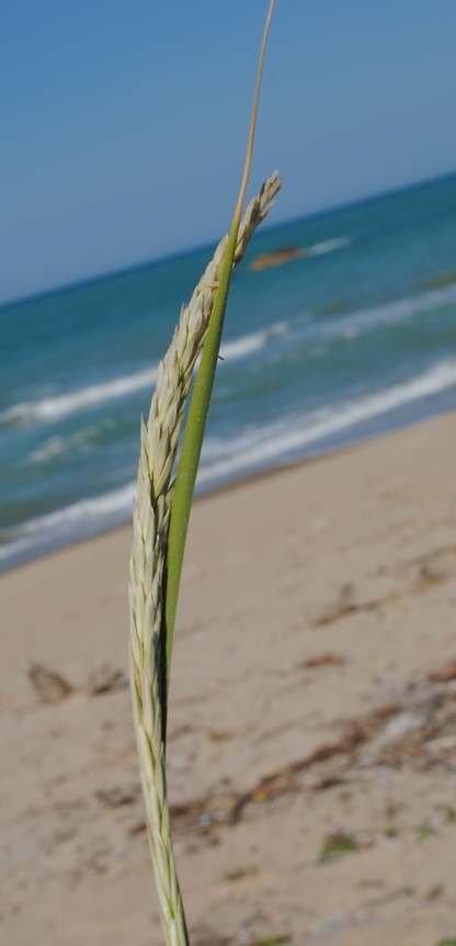 Ammophila?