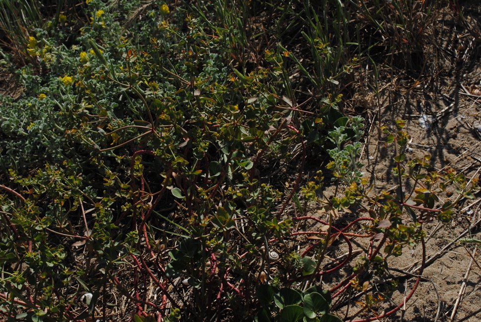 Euphorbia terracina? Si