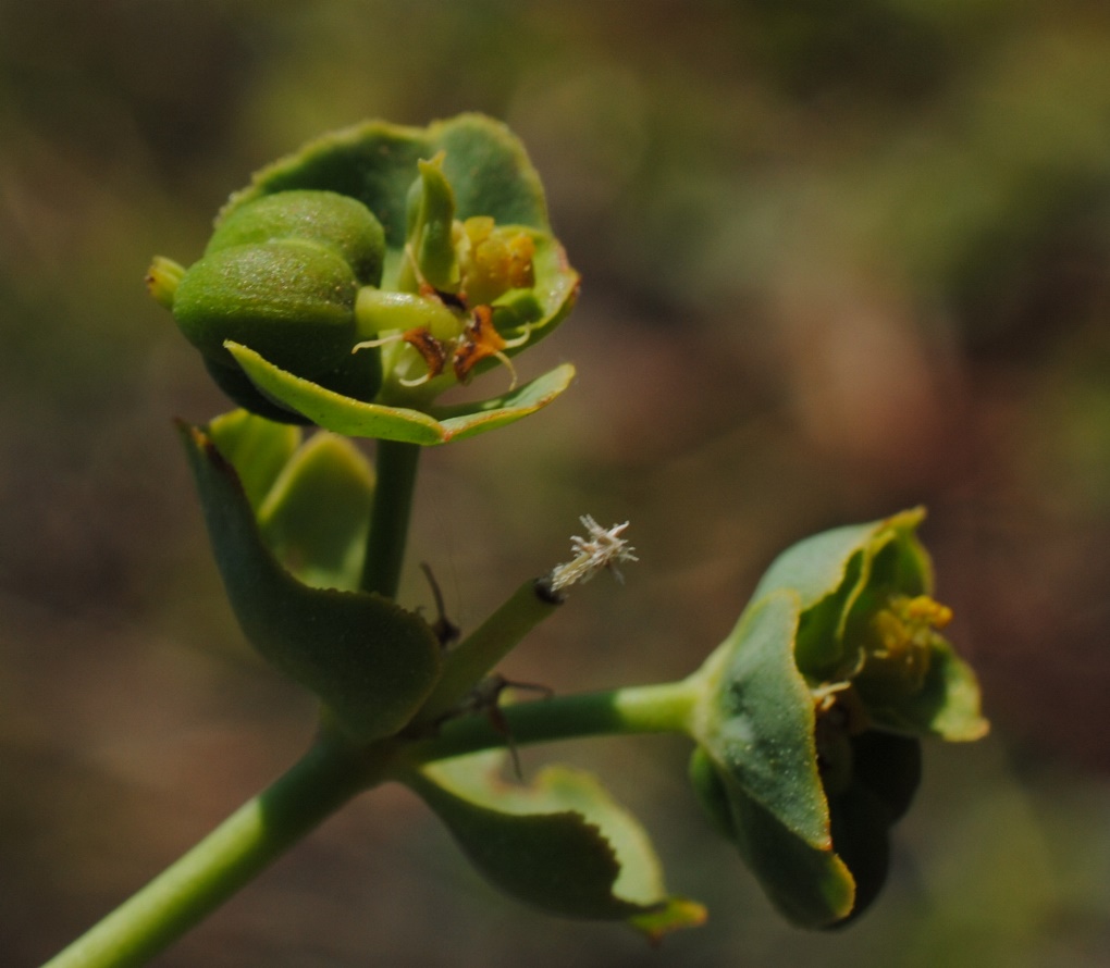 Euphorbia terracina? Si