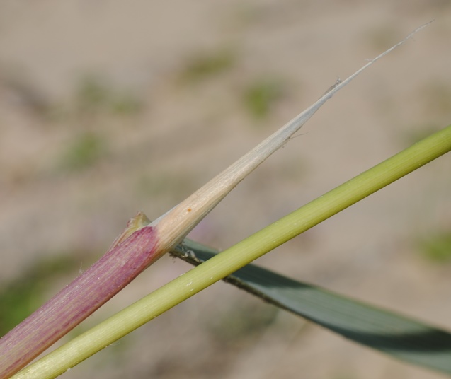 Ammophila?