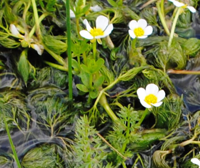 Ranuncolo d''acqua, quale specie?