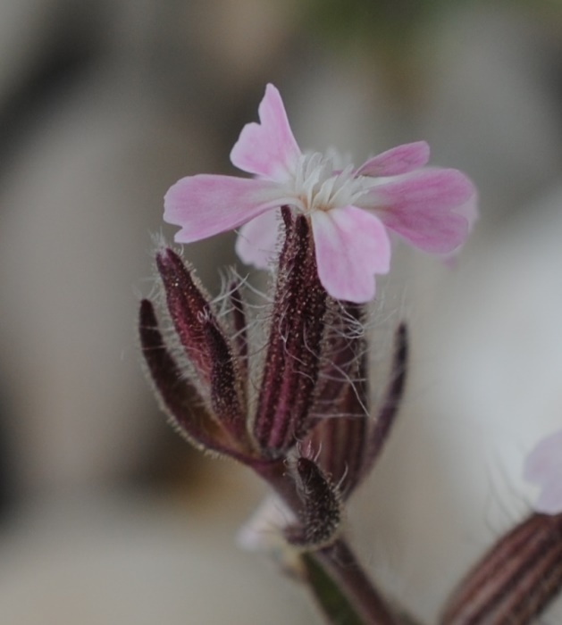 Silene sulle dune - Silene gallica