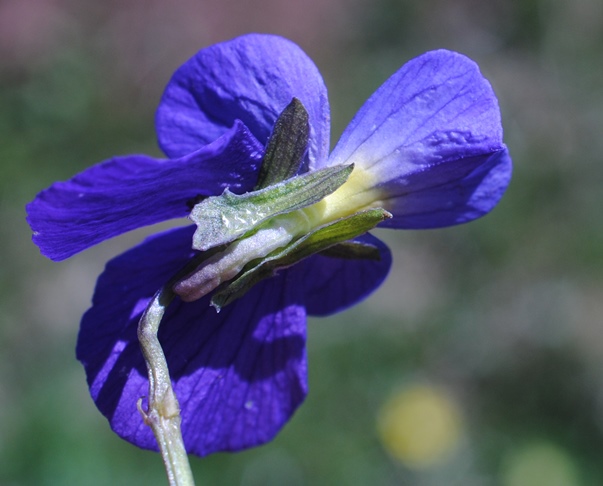 Viola eugeniae