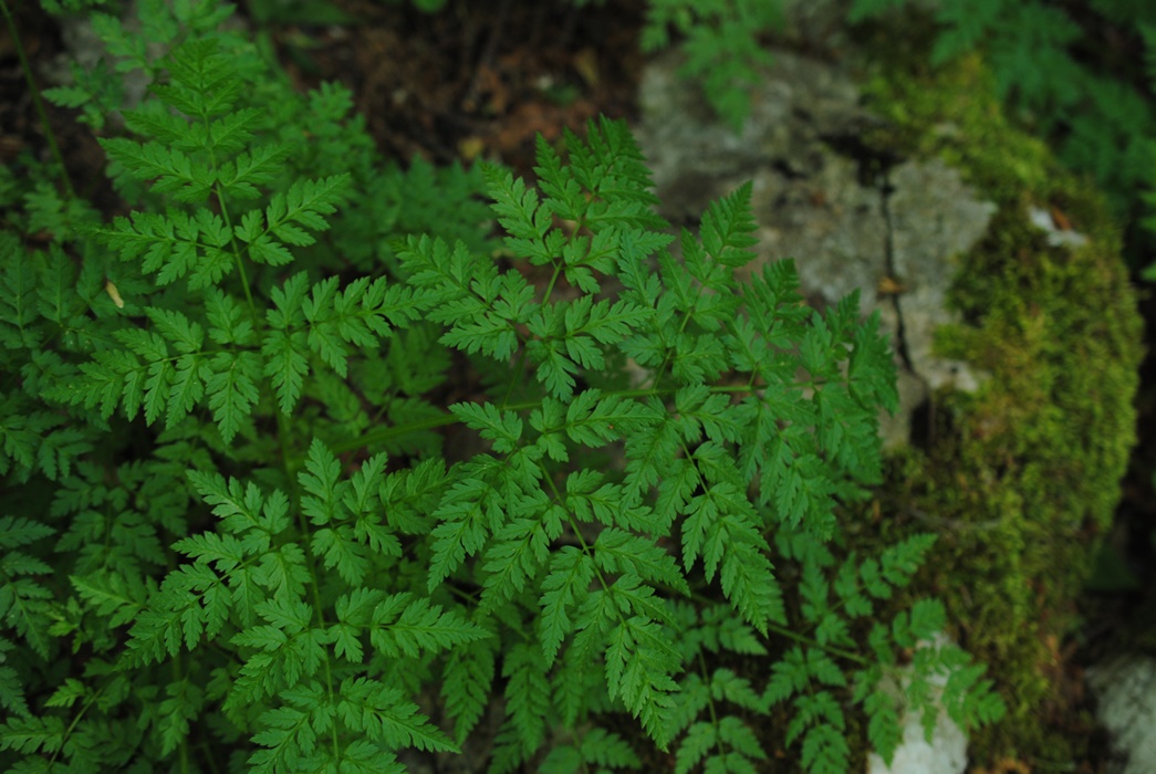 Chaerophylum?